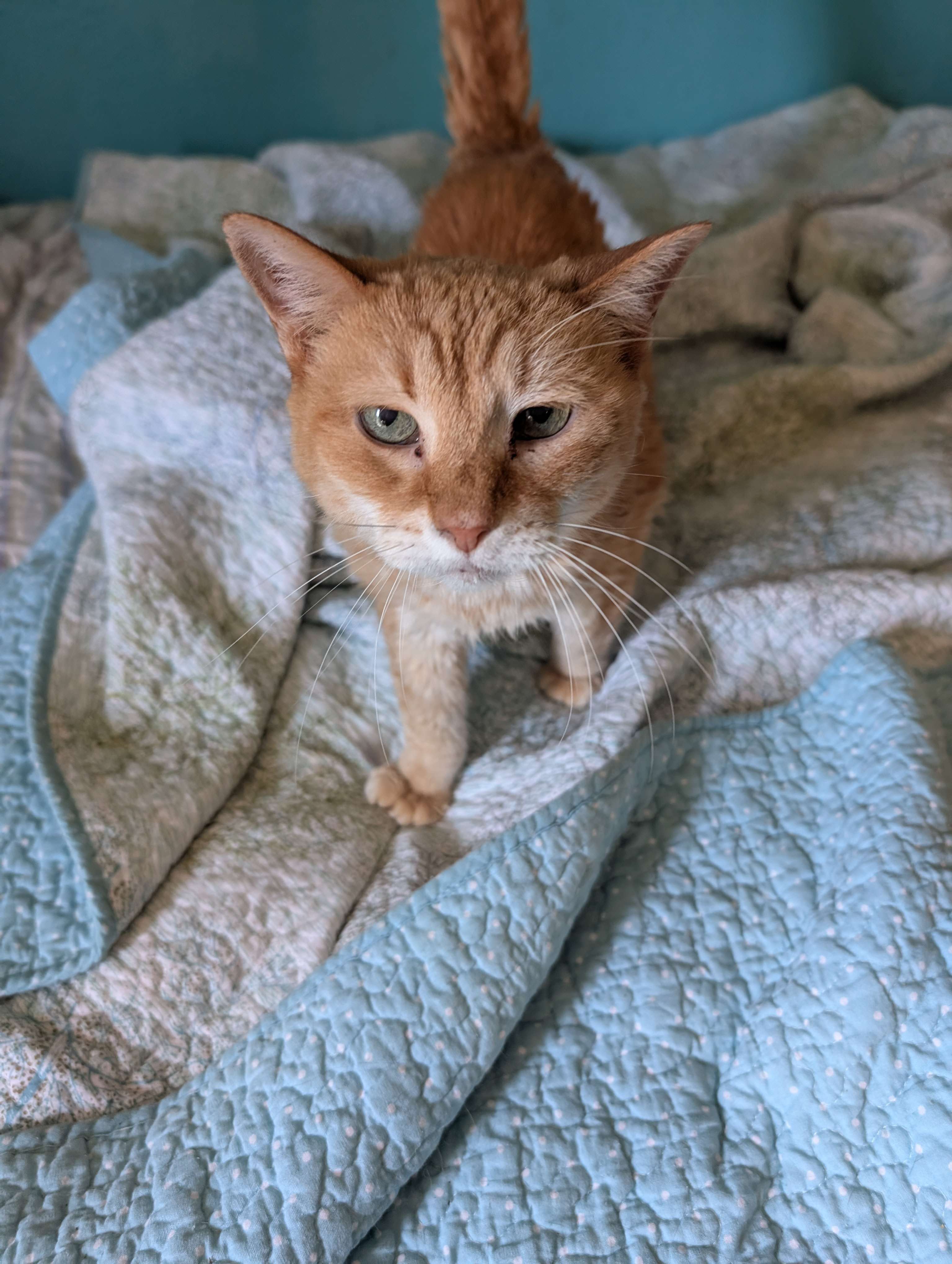 Photo of Amber, a female yellow cat, standing on a bed.