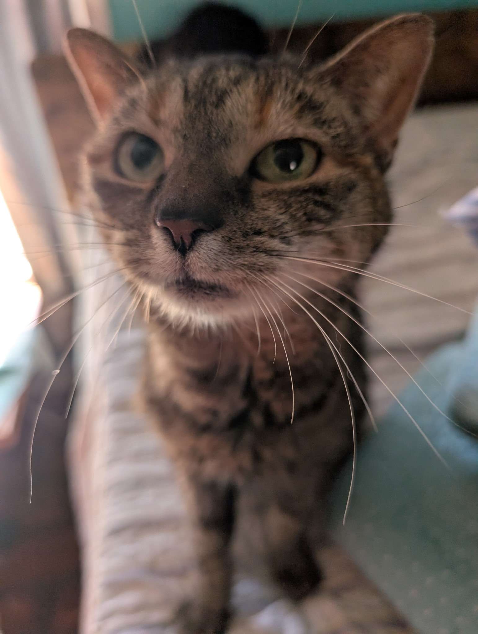 Photo of Sadie, a female tabby tortishell cat, sitting on a bed.