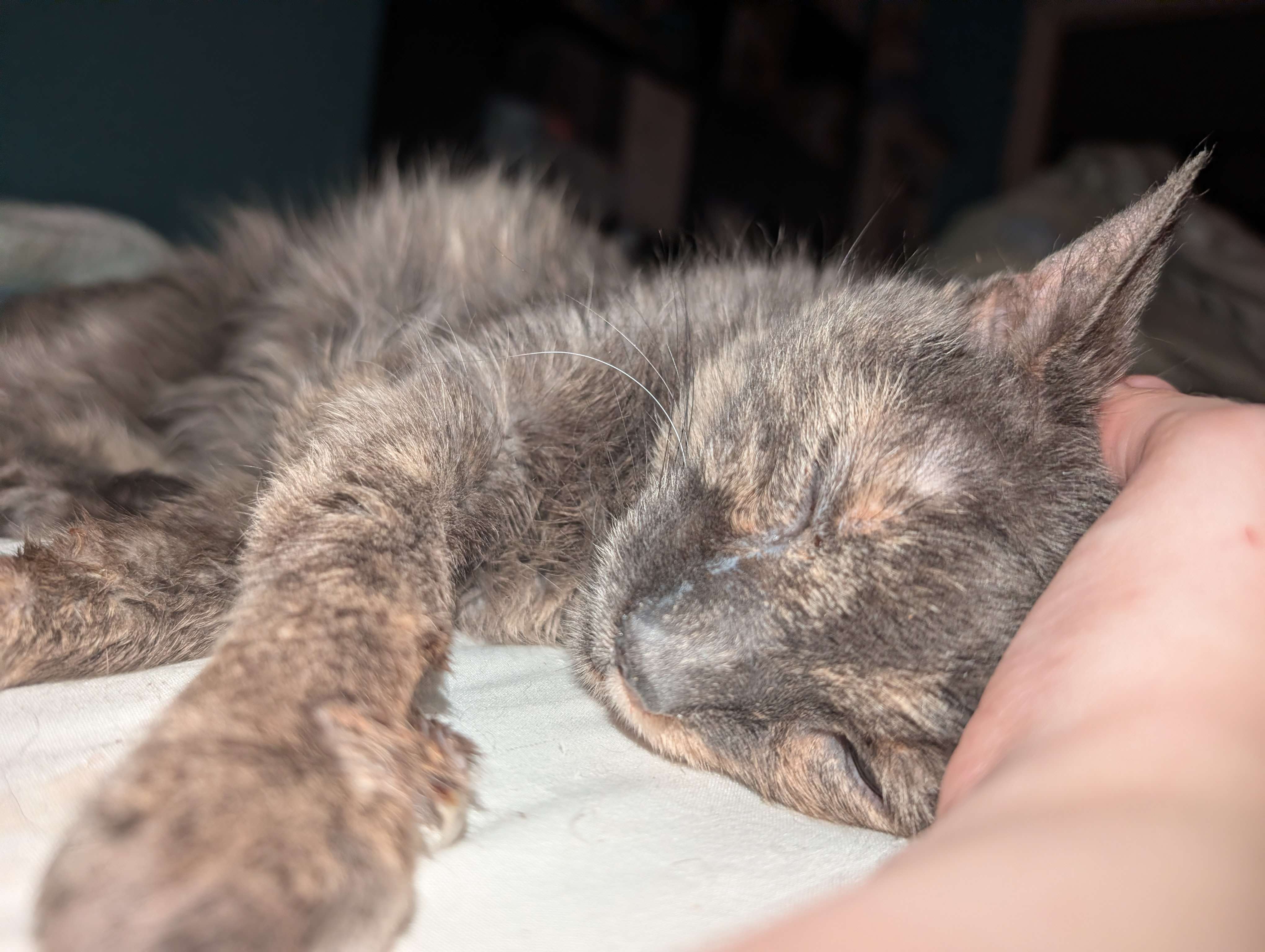 A photo of Zoe, a female dilute tortishell cat, laying on a bed being petted.